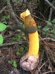 Phallus aurantiacus
