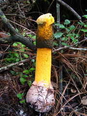 Phallus aurantiacus