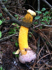 Phallus aurantiacus