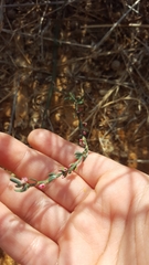 Polygonum equisetiforme