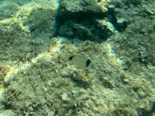 Diplodus vulgaris