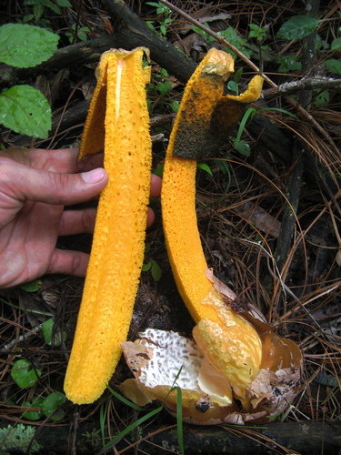 Golden Stinkhorn