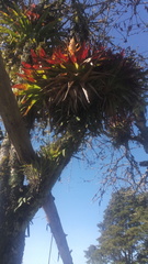Aechmea bracteata