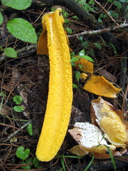 Phallus aurantiacus