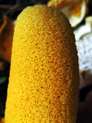 Phallus aurantiacus
