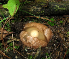 Phallus aurantiacus
