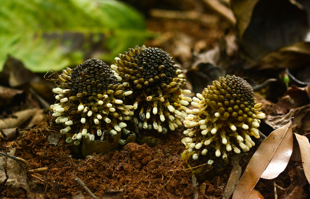 Balanophora fungosa — a medium houseplant, prefers full shade light