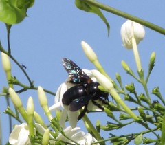 Ctenoxylocopa