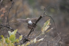 Turdoides hartlaubii