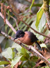 Heterophasia capistrata