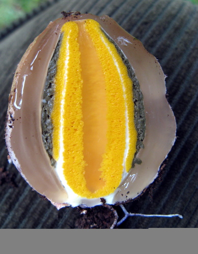 Golden Stinkhorn
