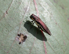 Agrilus hypoleucus