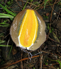 Phallus aurantiacus
