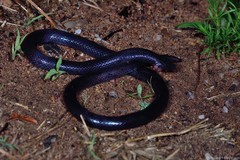 Amblyodipsas polylepis