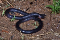 Amblyodipsas polylepis