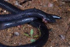 Amblyodipsas polylepis