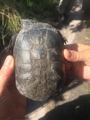 East African Black Mud Turtle photo 3