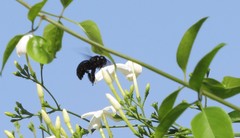 Ctenoxylocopa