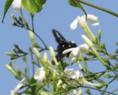 Ctenoxylocopa