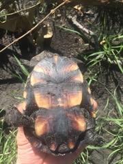 East African Black Mud Turtle photo 4