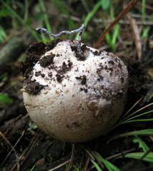 Phallus aurantiacus