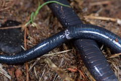 Amblyodipsas polylepis