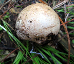Phallus aurantiacus