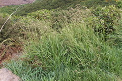 Anthoxanthum redolens