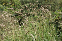 Anthoxanthum redolens