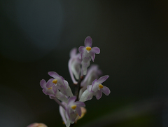 Aerides ringens
