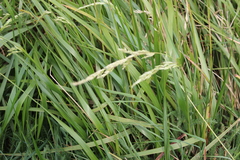 Anthoxanthum redolens