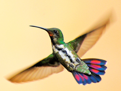 Black-Throated Mango photo 4