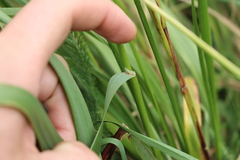 Anthoxanthum redolens