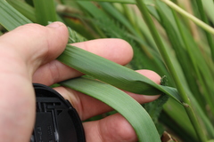 Anthoxanthum redolens