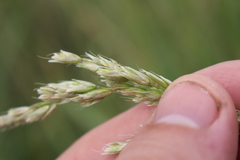 Anthoxanthum redolens