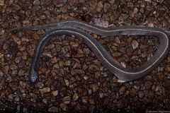 Limaformosa capensis