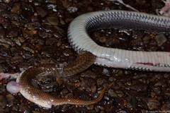 Limaformosa capensis