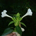 Barleria grandiflora - Photo (c) S.MORE, some rights reserved (CC BY-NC), uploaded by S.MORE