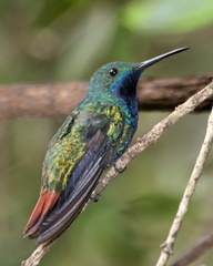 Black-Throated Mango photo 6