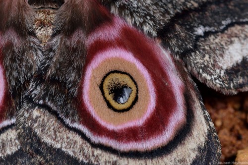 Speckled Emperor