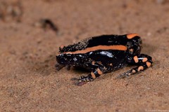 Phrynomantis bifasciatus