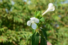 Barleria grandiflora