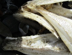 Polyprion oxygeneios
