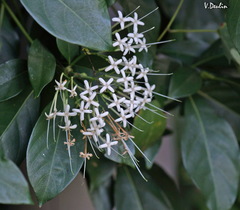 Pavetta hongkongensis