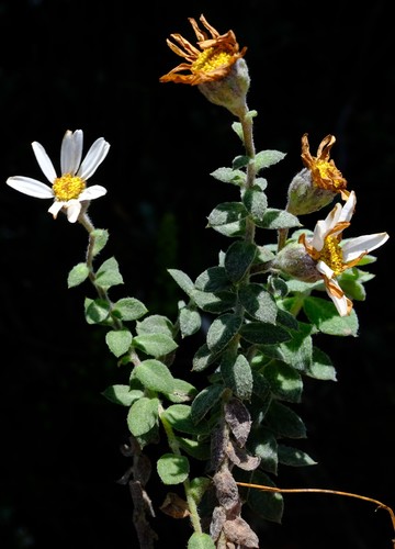 Hawequa Swampdaisy (Osmitopsis tenuis)