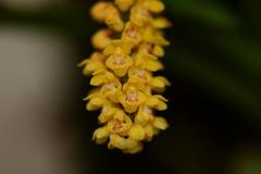 Pomatocalpa spicatum