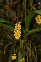 Pomatocalpa spicatum