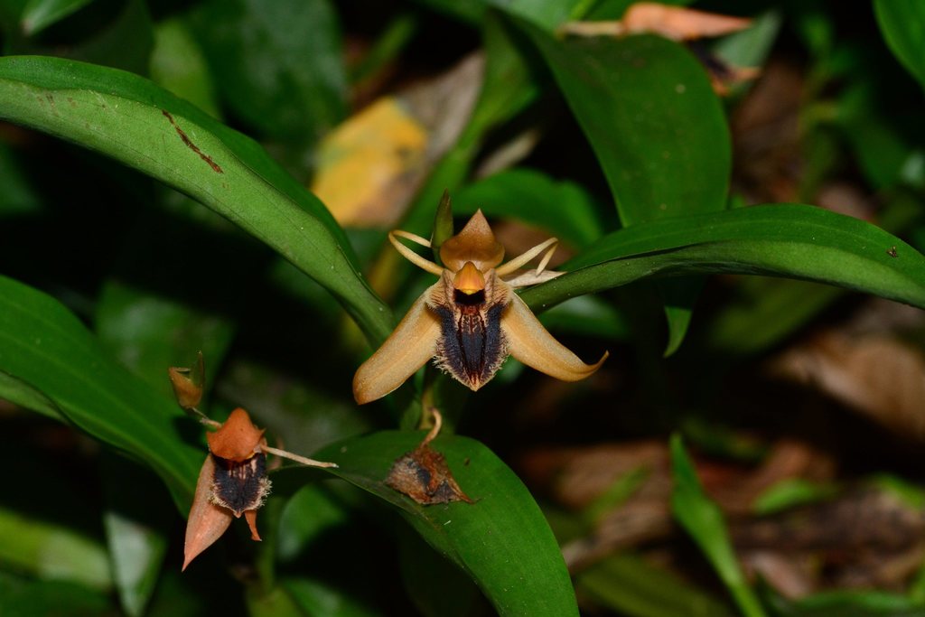 Coelogyne fuliginosa Lodd. ex Hook. 2