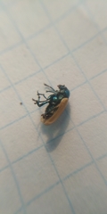 Labidostomis longimana