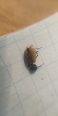 Labidostomis longimana